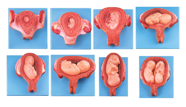 胎兒(胚胎)妊娠發育過程模型 JX/A42005